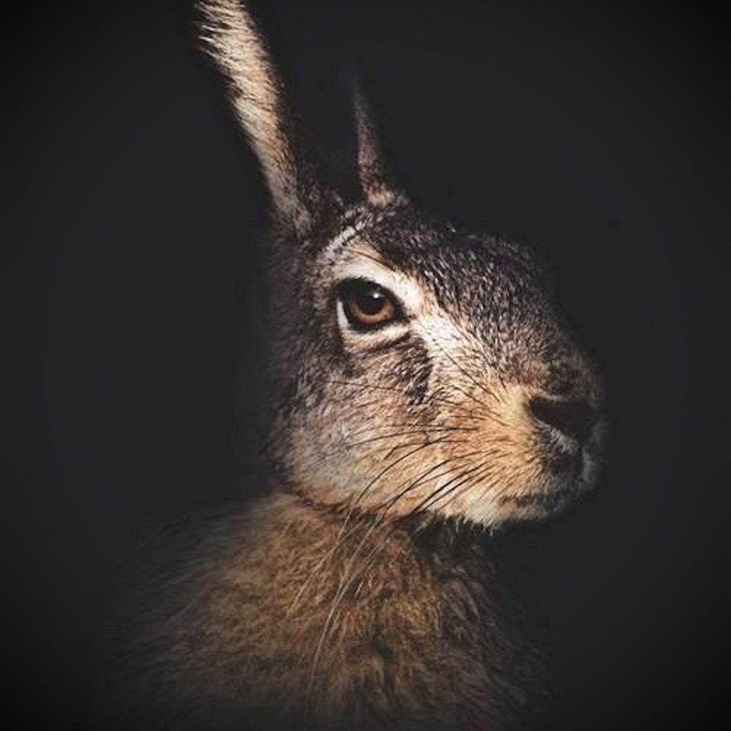 Nico (Le Cirque Sonore)