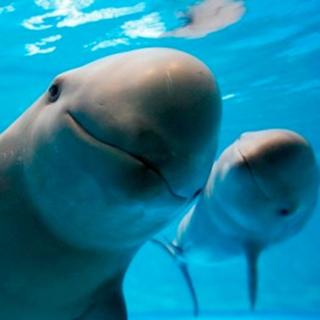 Vaquita