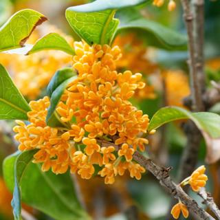 osmanthus