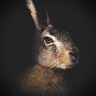 Nico (Le Cirque Sonore)