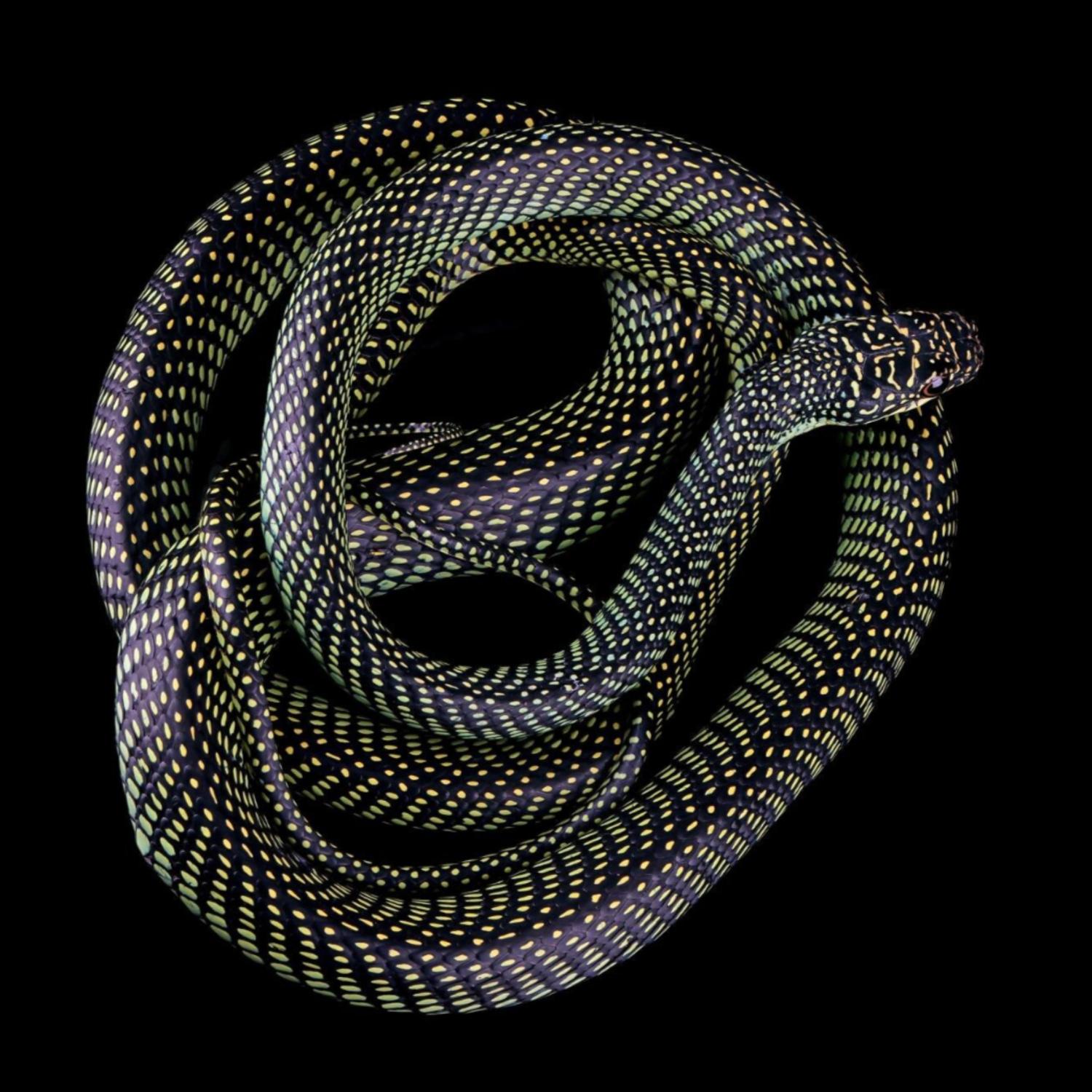 Datalogs / Kazteins / Romphea