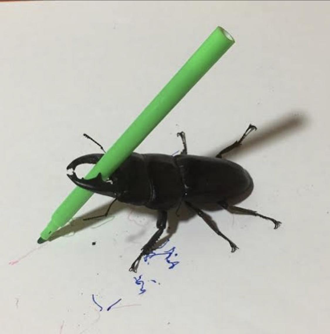 Bugparty 2025
