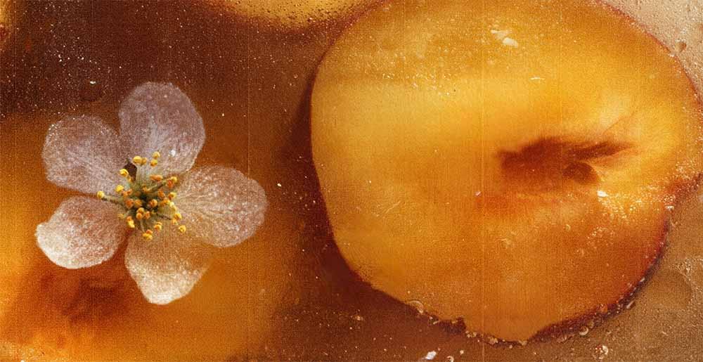 Androgyne X Combo Bongos • Josh Caffé ~ Pedro Bertho ~ No Hate Club