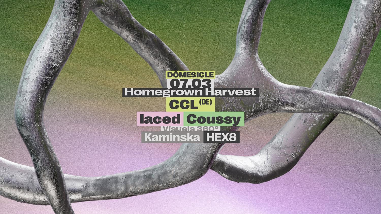 Dômesicle X Homegrown Harvest — Ccl (De) • Laced • Coussy