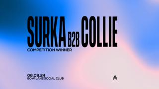 Surka B2B Collie