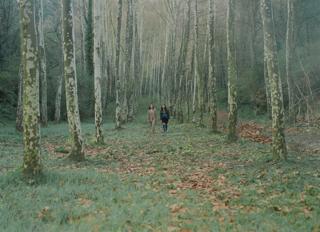 Tarta Relena + Albal + Berenice + Roza Terenzi