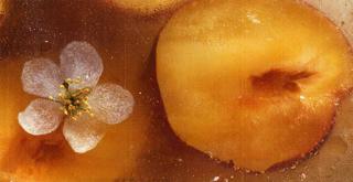 Androgyne X Combo Bongos • Josh Caffé ~ Pedro Bertho ~ No Hate Club