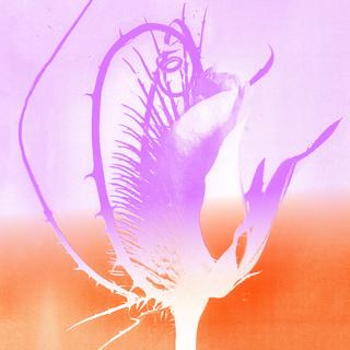 Les Siestes