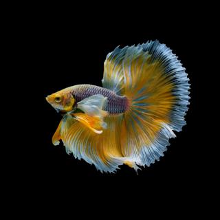 50 Fishes